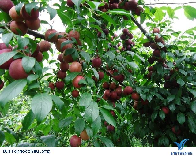 Mùa Mận Mộc Châu Kết Trái